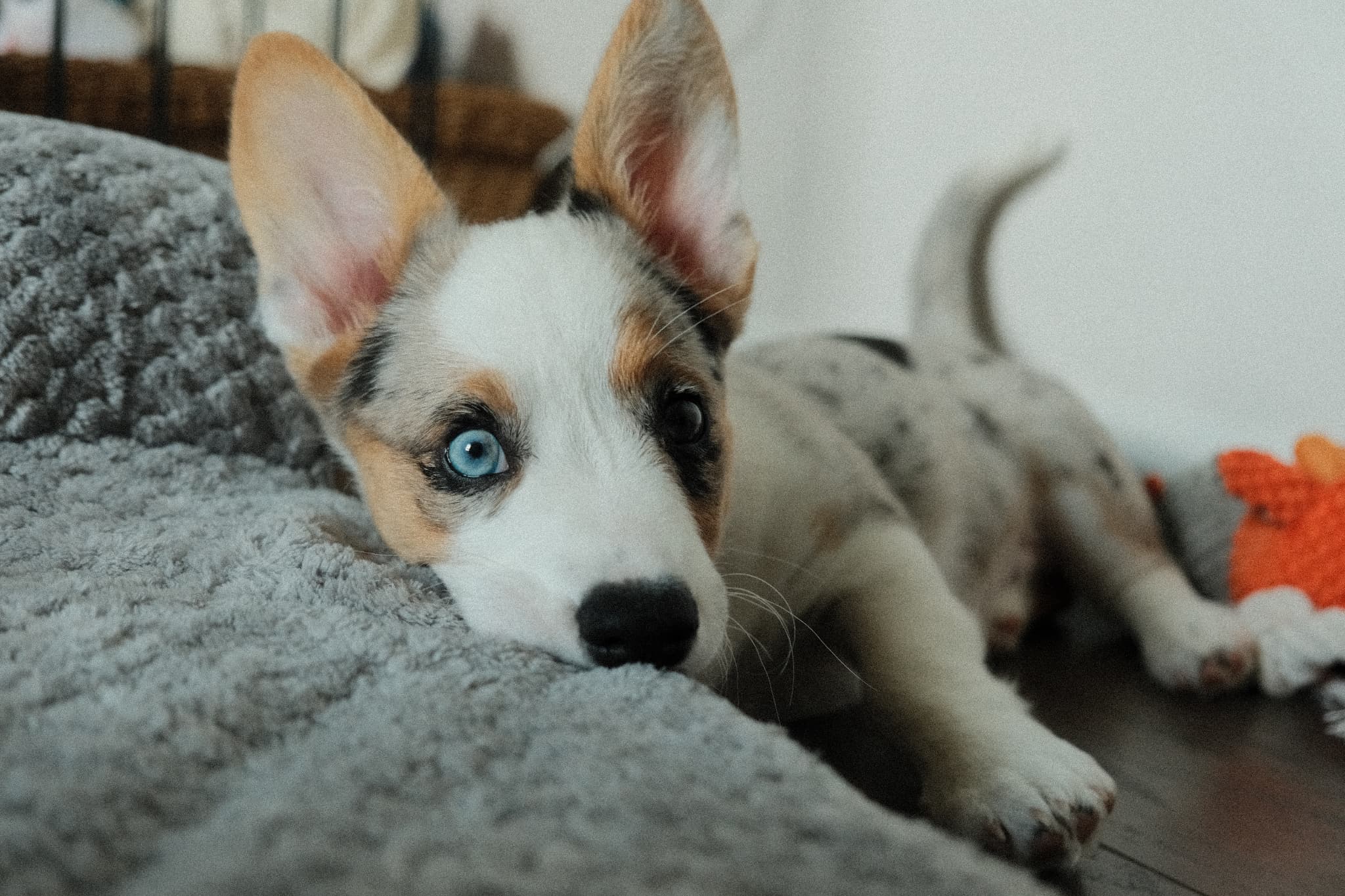 Starting Life With a Dog
